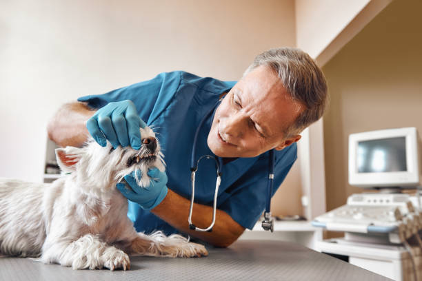 Best Pediatric Emergency Dentist in Brownville, NJ